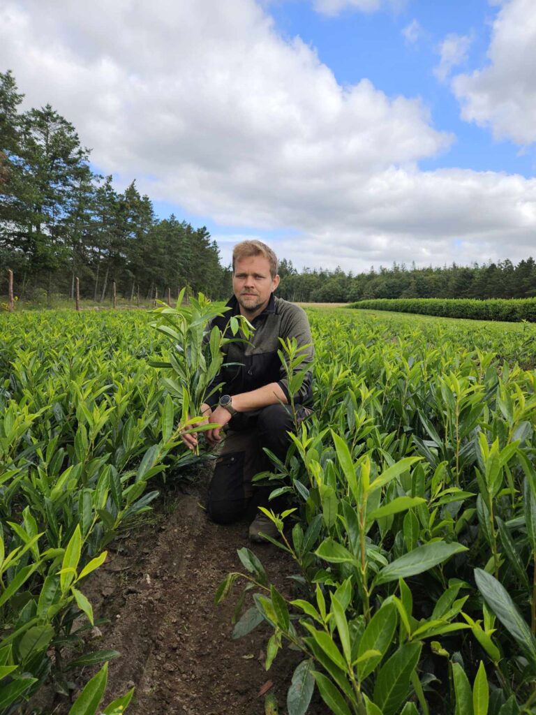 Laurbær Kirsebær (Prunus Caucasica) 65-85cm DESVÆRRE UDSOLGT, VI HAR DEM IGEN TIL EFTERÅRET 2026