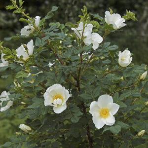 Klitrose