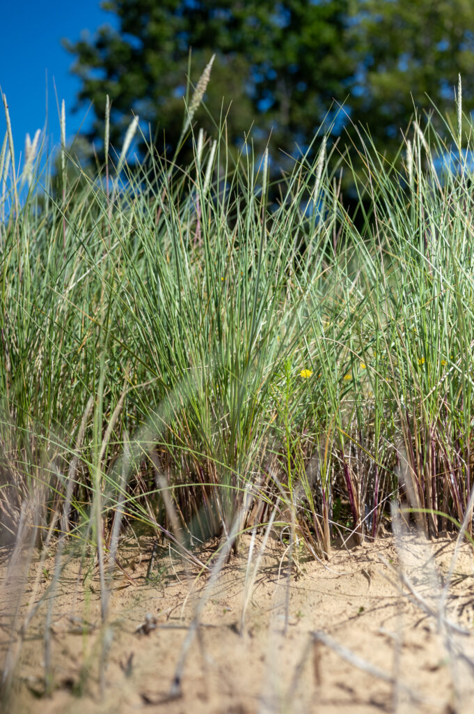 Hjelme