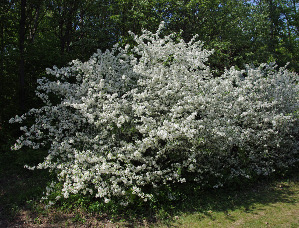 Sargents æble 30 - 50 cm