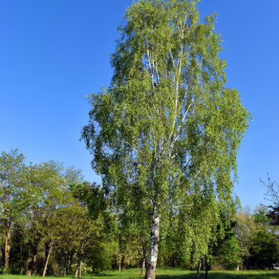 Birk ( vortbirk )