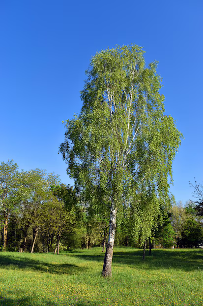 Birk ( vortbirk )