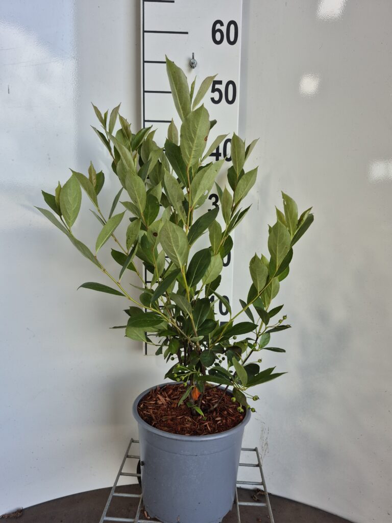 ARONIA MEL. 'VIKING - STORFRUGTET SURBÆR