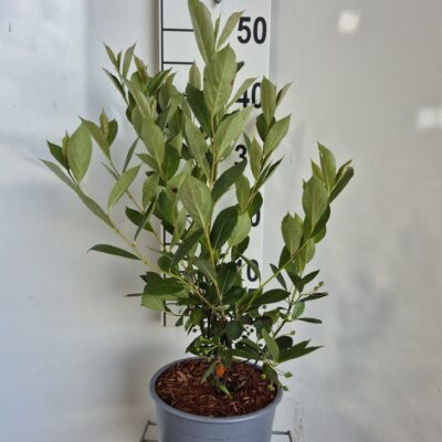 ARONIA MEL. 'VIKING - STORFRUGTET SURBÆR