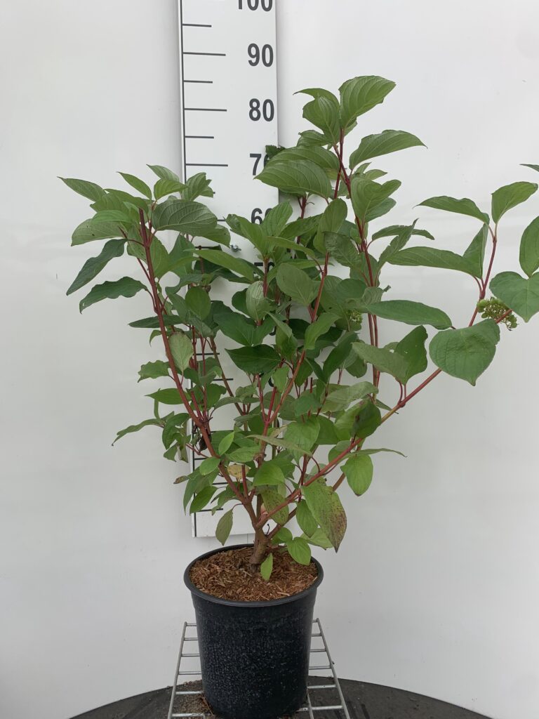CORNUS ALBA ’SIBIRICA’ - RØDGRENET KORNEL