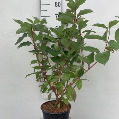 CORNUS ALBA ’SIBIRICA’ - RØDGRENET KORNEL