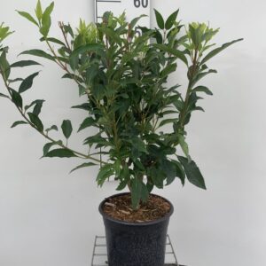 FORSYTHIA. I. ’LYNWOOD’ - VÅRGULD