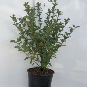 MALUS SARGENTII - SARGENT ÆBLE