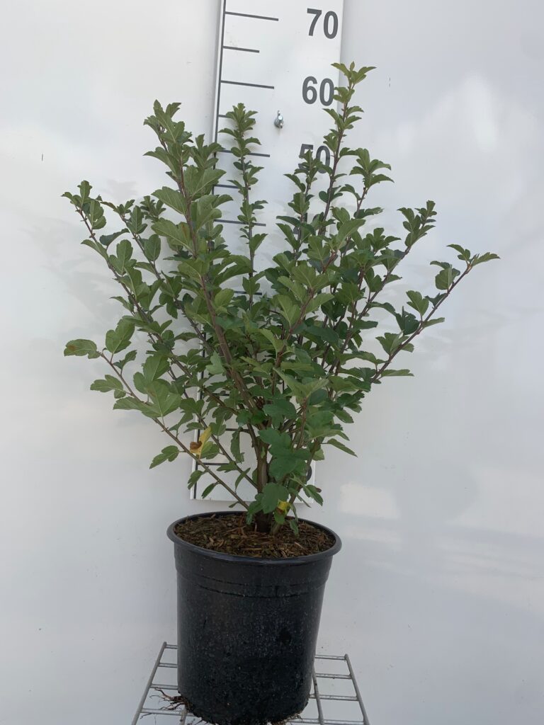 MALUS SARGENTII - SARGENT ÆBLE
