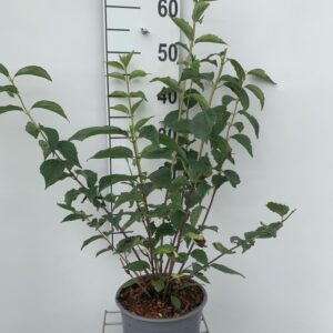 PHILADELPHUS VIRG. 'SCHNEESTURM' - UÆGTE JASMIN