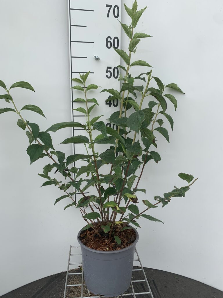 PHILADELPHUS VIRG. 'SCHNEESTURM' - UÆGTE JASMIN