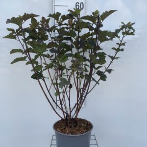 PHYSOCARPUS OP. 'DIABOLO' RØD BLÆRESPIRÆA