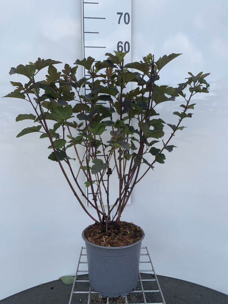 PHYSOCARPUS OP. 'DIABOLO' RØD BLÆRESPIRÆA