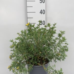 POTENTILLA F. 'GOLDFINGER' - GUL BUSKPOTENTIL