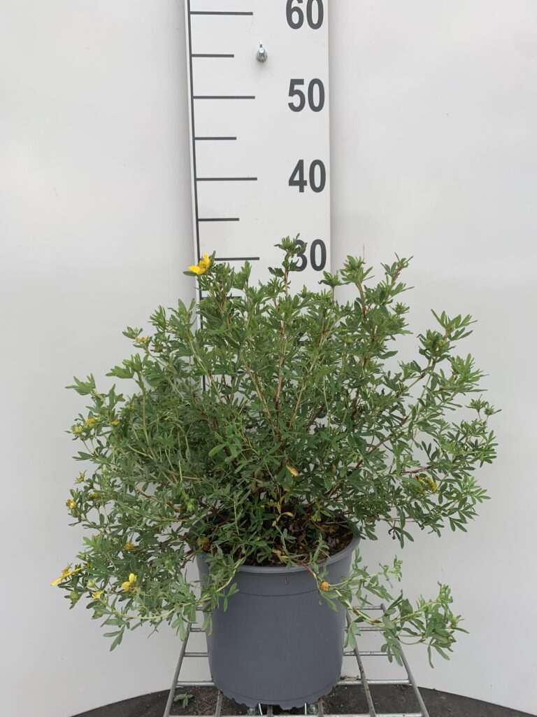 POTENTILLA F. 'GOLDFINGER' - GUL BUSKPOTENTIL