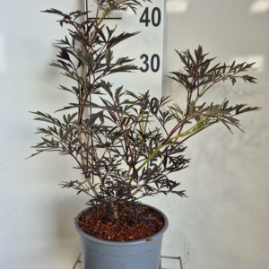 SAMBUCUS N. 'BLACK LACE' - RØDFLIGET HYLD