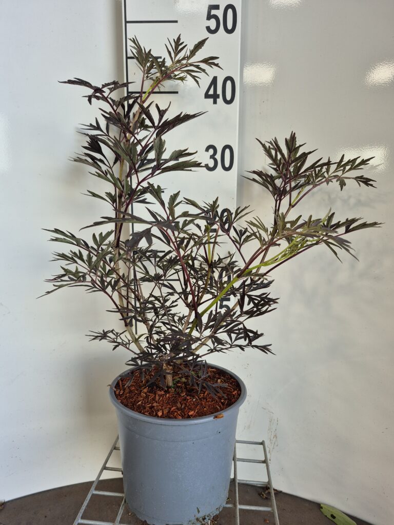 SAMBUCUS N. 'BLACK LACE' - RØDFLIGET HYLD