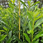 Laurbær Kirsebær (Prunus Caucasica) 85-120+cm DESVÆRRE UDSOLGT, VI HAR DEM IGEN TIL EFTERÅRET 2026