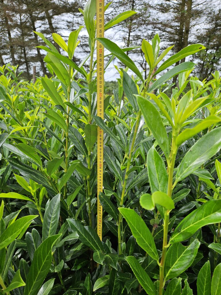 Laurbær Kirsebær (Prunus Caucasica) 85-120+cm DESVÆRRE UDSOLGT, VI HAR DEM IGEN TIL EFTERÅRET 2026