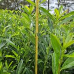 Laurbær Kirsebær (Prunus Caucasica) 85-120+cm DESVÆRRE UDSOLGT, VI HAR DEM IGEN TIL EFTERÅRET 2026