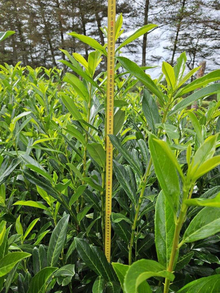 Laurbær Kirsebær (Prunus Caucasica) 85-120+cm DESVÆRRE UDSOLGT, VI HAR DEM IGEN TIL EFTERÅRET 2026
