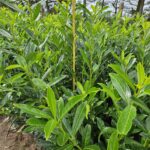 Laurbær Kirsebær (Prunus Caucasica) 85-120+cm DESVÆRRE UDSOLGT, VI HAR DEM IGEN TIL EFTERÅRET 2026