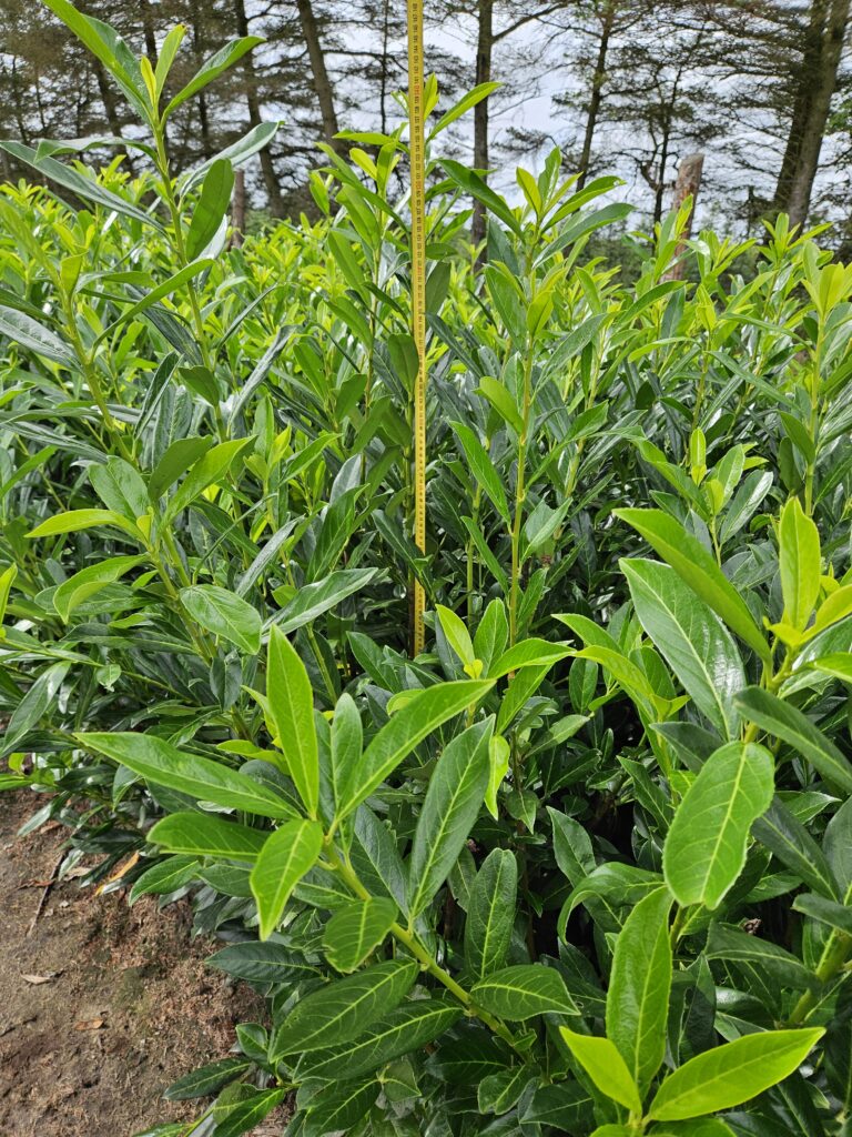 Laurbær Kirsebær (Prunus Caucasica) 85-120+cm DESVÆRRE UDSOLGT, VI HAR DEM IGEN TIL EFTERÅRET 2026