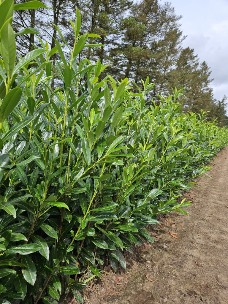 Laurbær Kirsebær (Prunus Caucasica) 85-120+cm DESVÆRRE UDSOLGT, VI HAR DEM IGEN TIL EFTERÅRET 2026