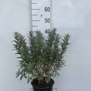HIPPOPHAE RHAMNOIDES - HAVTORN