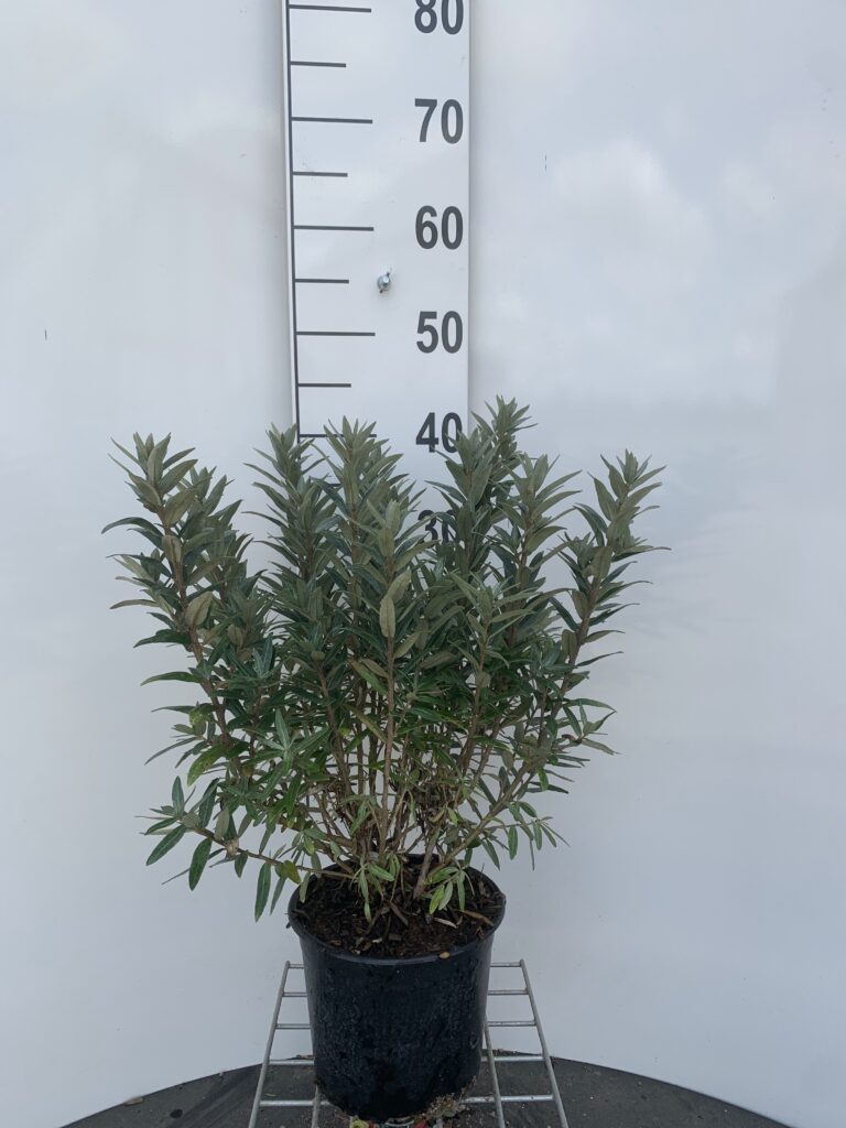 HIPPOPHAE RHAMNOIDES - HAVTORN