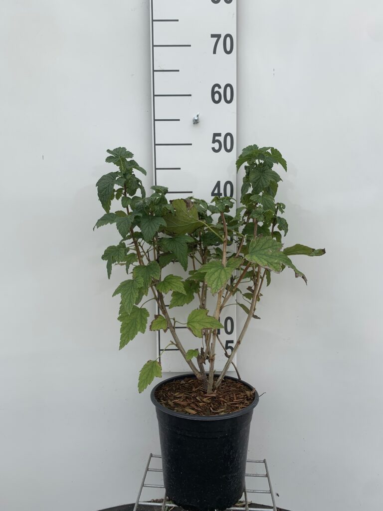 RIBES NIGRUM - SOLBÆR
