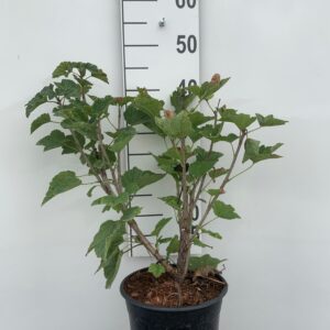 RIBES RUBRUM - RIBS
