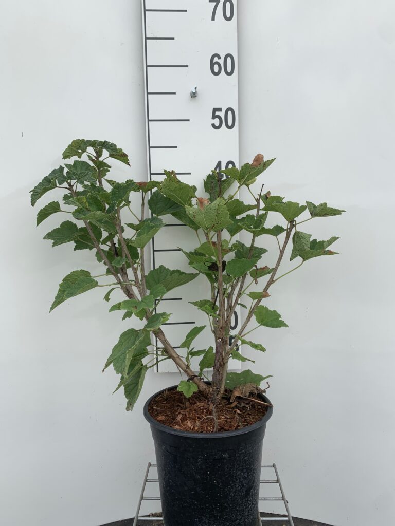 RIBES RUBRUM - RIBS