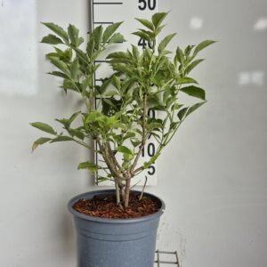 SAMBUCUS ’NIGRA’ - ALM. HYLD