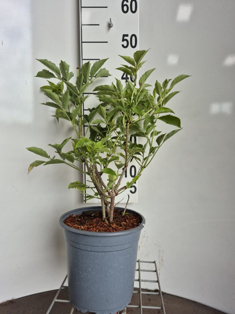 SAMBUCUS ’NIGRA’ - ALM. HYLD