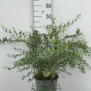 SPIRAEA CIN. 'GREFSHEIM' - SNEDRIVEBUSK