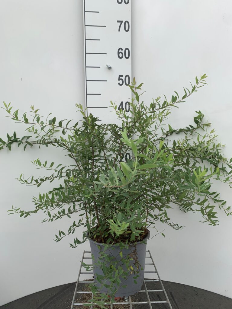 SPIRAEA CIN. 'GREFSHEIM' - SNEDRIVEBUSK