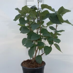 SYRINGA VULGARIS - ALM. SYREN