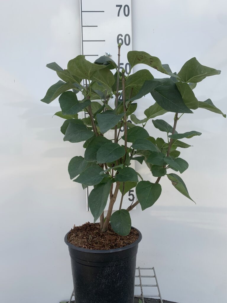 SYRINGA VULGARIS - ALM. SYREN
