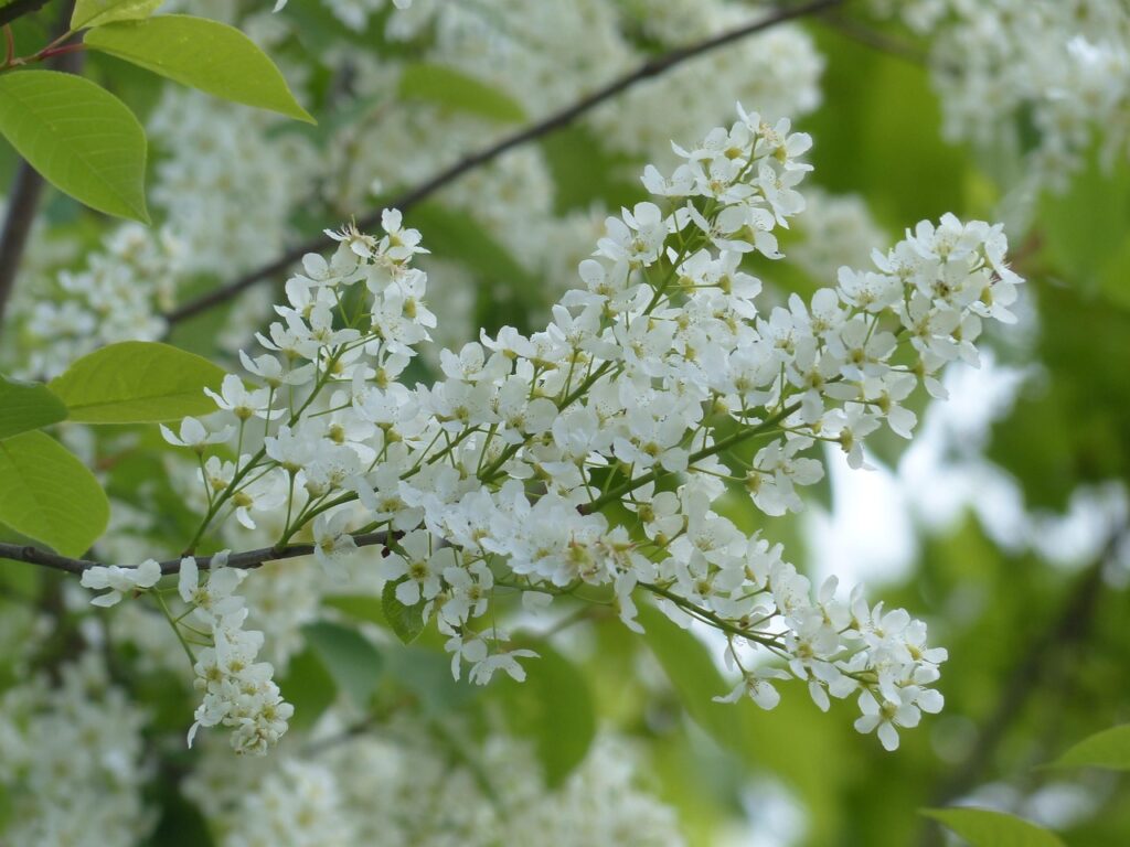Fuglekirsebær (Prunus Avium)