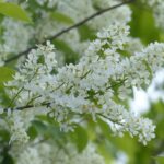 Fuglekirsebær (Prunus Avium)