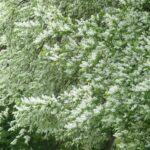 Fuglekirsebær (Prunus Avium)