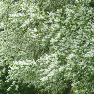 Fuglekirsebær (Prunus Avium)