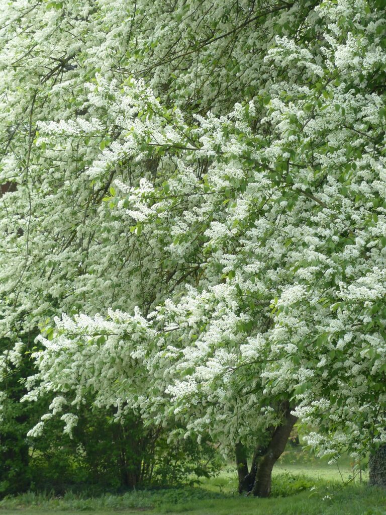 Fuglekirsebær (Prunus Avium)
