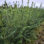 Abies Grandis (kæmpegran)