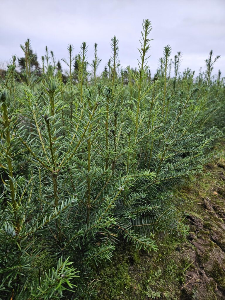 Abies Grandis (kæmpegran)
