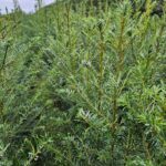 Abies Grandis (kæmpegran)