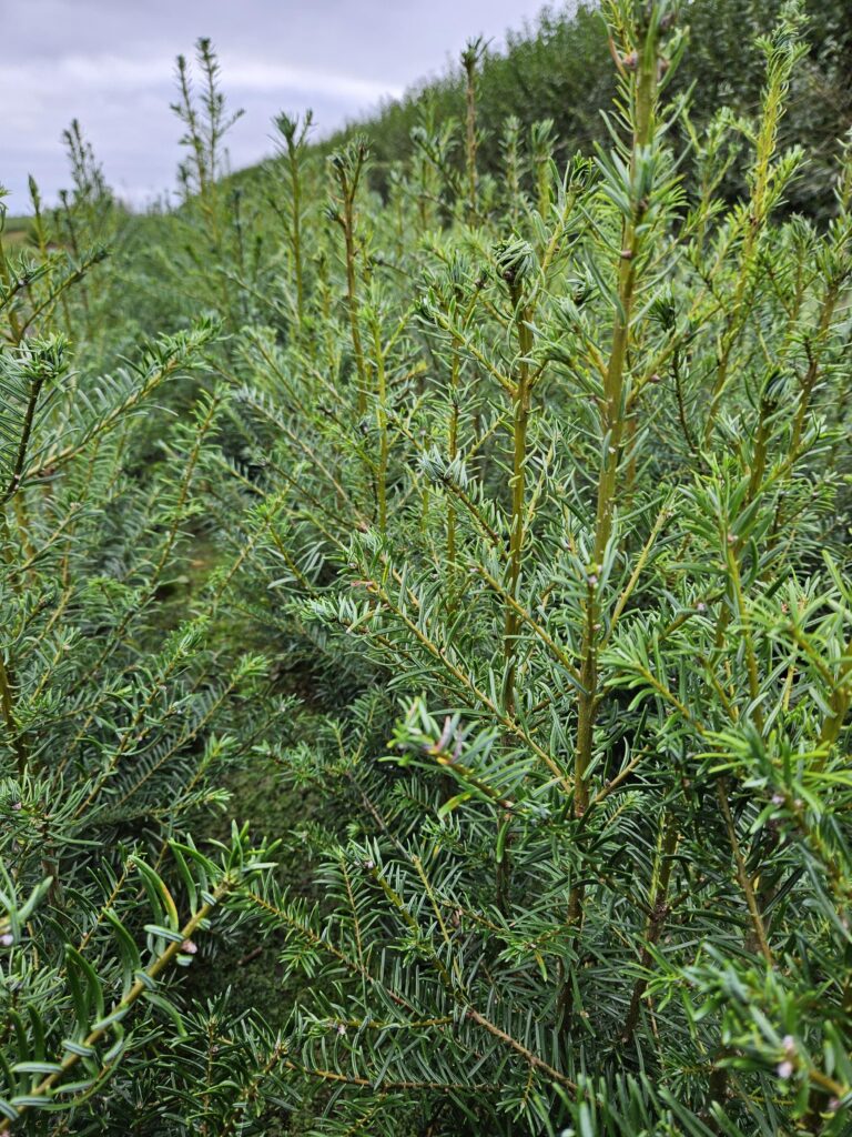 Abies Grandis (kæmpegran)