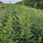 Abies Grandis (kæmpegran)