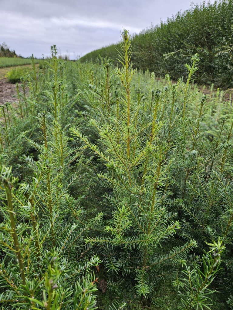 Abies Grandis (kæmpegran)